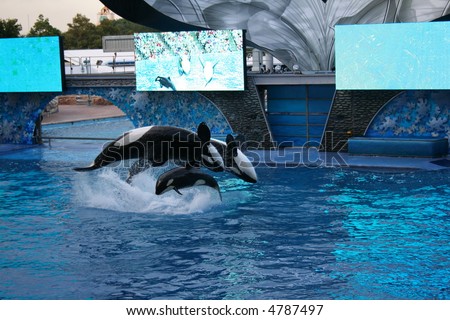 Three Jumping Whales