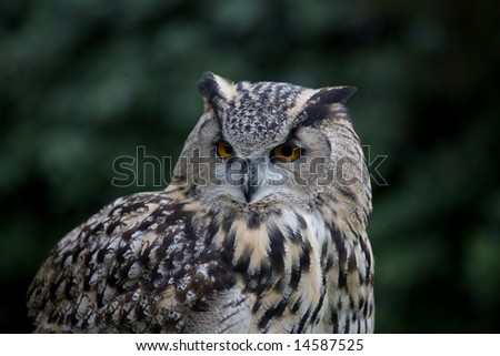 Owl face-on