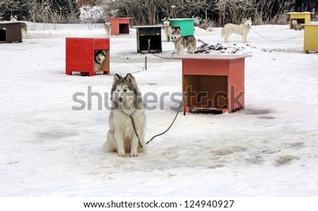 Sled dog team in front box cage waiting for orders