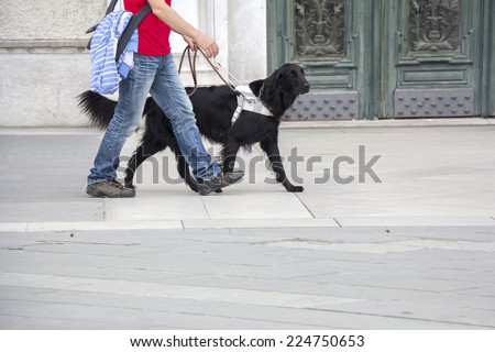 Guide dog is helping a blind man on the streets of the city