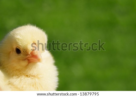 small chicken isolated on green