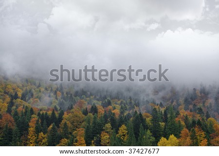 colored autumn forest and fog
