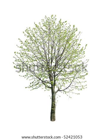 spring tree isolated on white