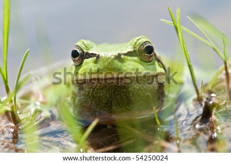 Frog Head In Water Closeup Stock Photo 54250024 : Shutterstock