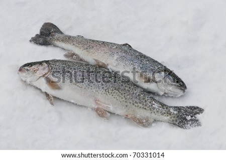 two trout in snow closeup