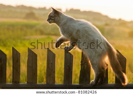 cat on fence close up