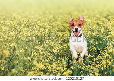 jack russel on flower meadow