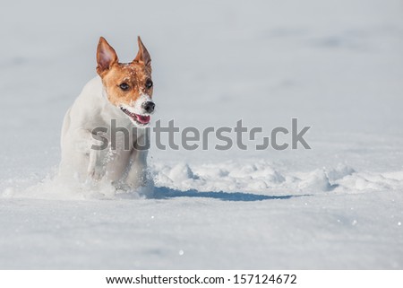 jack russel jumping on snow