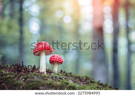 Similar – Fliegenpilz Amanita Muscaria