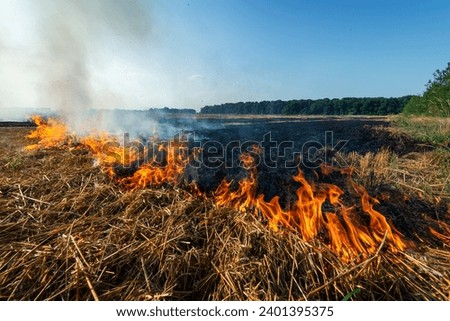 Similar – Image, Stock Photo Forest after fire in Brandenburg X