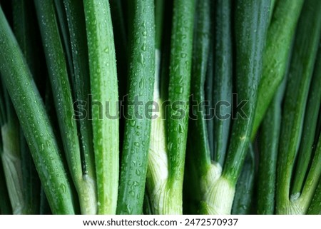 Similar – Image, Stock Photo Macro shot of garden rose