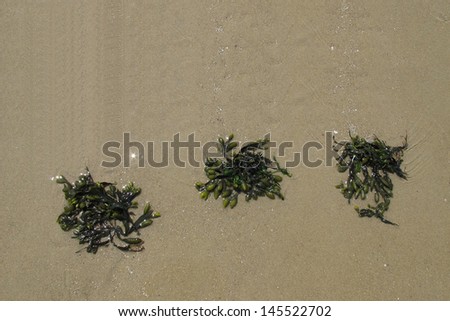 Three groups of seaweed (Brown algae, fucus) on the beach