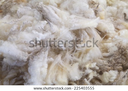 Wool of the Fleece from Sheep in farm.