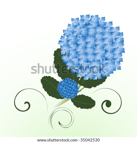 hydrangeas flower with coils