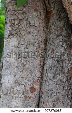 Wood Tree Texture Background Pattern  Natural background of tree