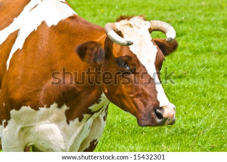 Cow Portrait