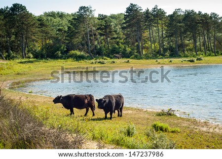Galloway cattle at a beach. Dutch dunes.