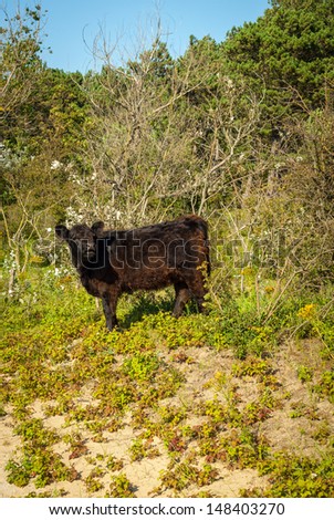 Galloway cattle in a forest. Dutch dunes.