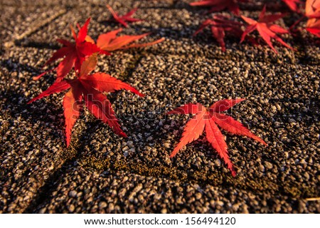Red leaves of the maple in autumn