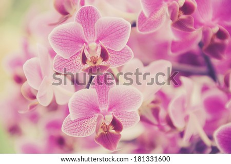 flower purple vintage filtered background