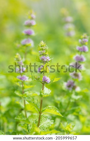 Fresh mint flowers in garden