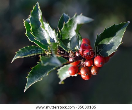 christmas decoration with holly leaves and berries,isolated on white