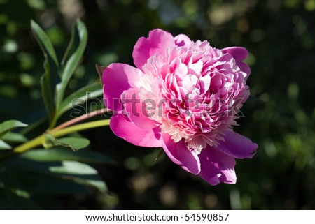 A Rose - perennial flower shrub vine of genus Rosa Rosaceae