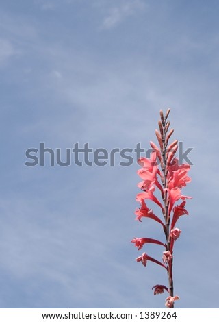 long stem flower blue sky