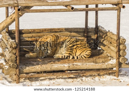 A Siberian tiger lying in a wooden structure at the Siberian Tiger Reserve in Harbin China