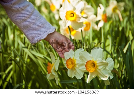 a child\'s hand caresses the delicate flower narcissus