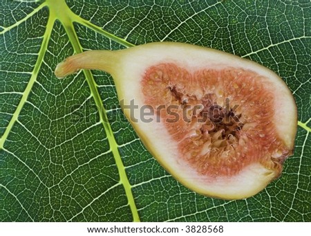 Fresh Fig on a Fig Leaf