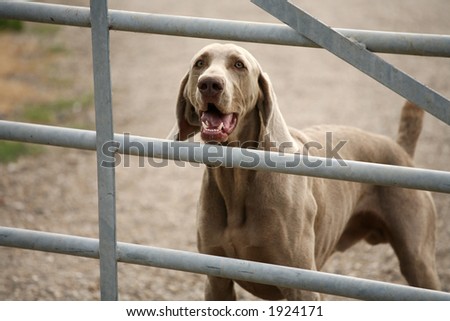 Weimeraner Guard Dog behind gate