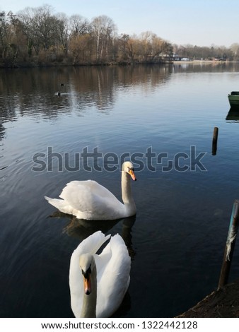 Similar – Image, Stock Photo Plötzensee in winter