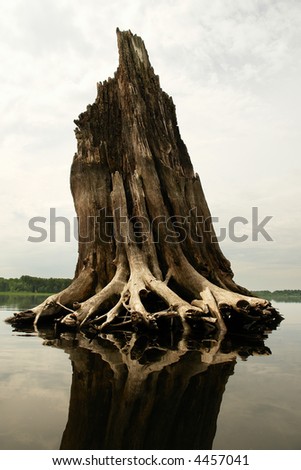 Roots of the broken tree. Ecological catastrophe. Volga river, Russia.