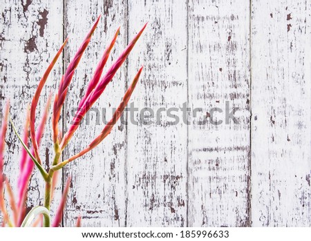 Tillandsia flower on white wood background