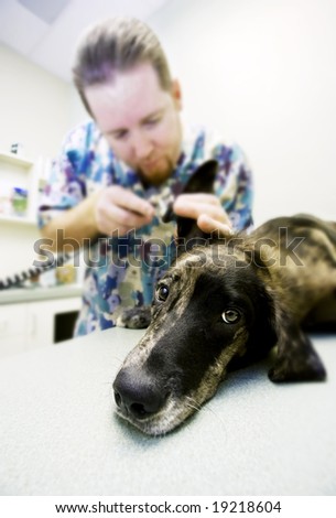 Veterinary technician looks into a dog\'s ear with a scope