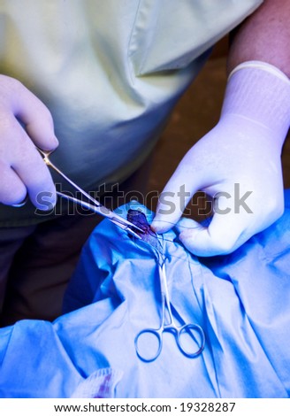 hands of a veterinarian doing surgery on an animal foot