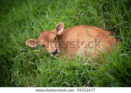 Calf in deep grass on dairy farm in Costa Rica