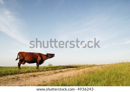 cow mooing in a green field by the country road, Latvia, Europe