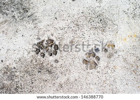 Dog prints on cement floor background