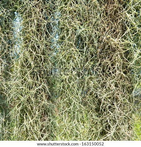 Spanish Moss background