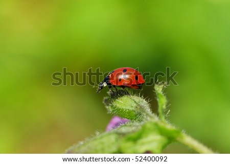 ladybug sitting on the blade of grass