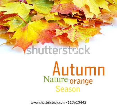 autumn maple leafs isolated on a white