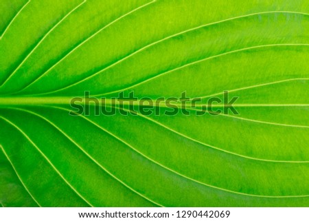 Green Leaf