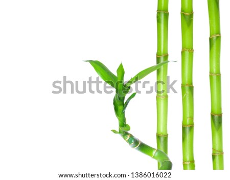 Green Bamboo