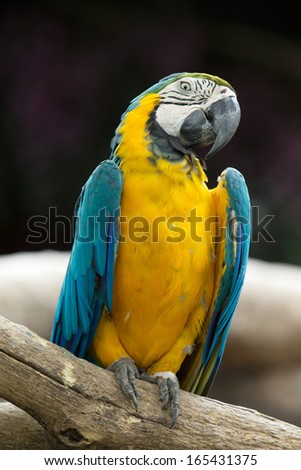 parrot bird sitting on the perch