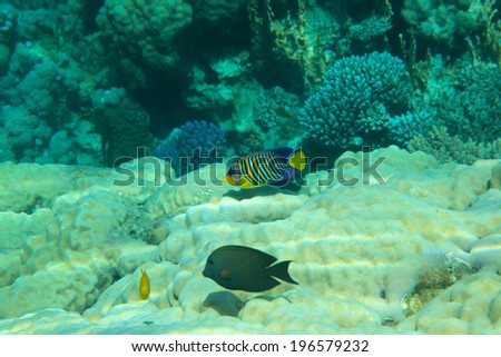 coral garden full of colorful fishes