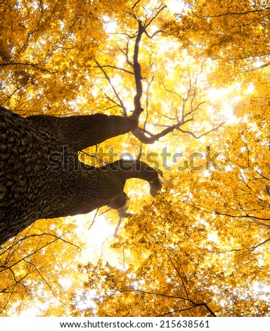Autumn in forest with branch and leaves