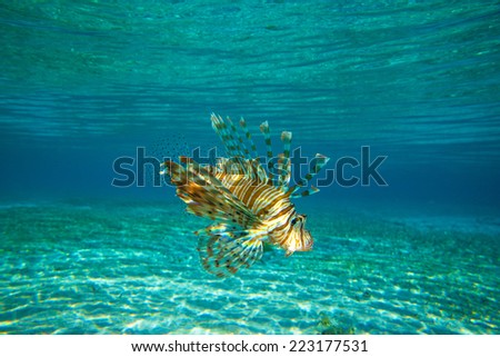 Lion Fish isolated on blue