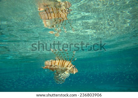 Lion Fish isolated on blue